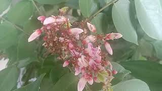 The StarFruit Tree  Balimbing  with the beautiful flowers and fruits  short video [upl. by Amihsat]