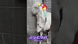 pure Hyderabadi Gulabi 17 7 8 month old female goat animals ashrafigoat0077 [upl. by Nimzay]