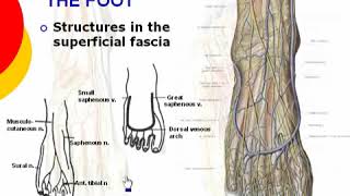 124 L Limb Dorsum of foot د أحمد كمال [upl. by Cavanaugh]