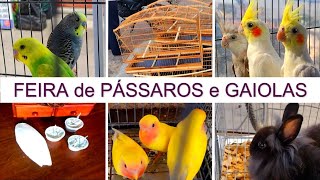 Feira de Pássaros e Gaiolas do Cordeiro passaros criarpassaros feiralivre [upl. by Nezah262]