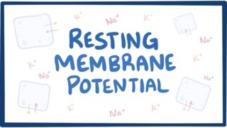 Resting membrane potential  definition examples [upl. by Ranite]