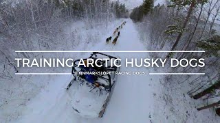 Training Arctic Husky Dogs  Finnmarksløpet Racing Dogs [upl. by Kinghorn]