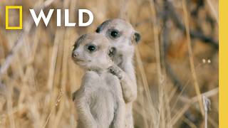 7 Minutes of The Cutest Baby Animals Youve Ever Seen  Nat Geo [upl. by Patsy]