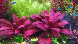 Samolus parviflorus red  Plants Profile [upl. by Zolner358]