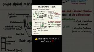 NEET Chapter 6 Anatomy of flowering plants Class 11 [upl. by Lonnie]