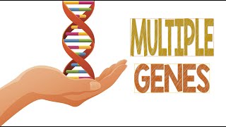 Multiple Genes  Animation [upl. by Nunci]