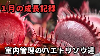 【成長記録】1月のハエトリソウをご紹介 食虫植物 観葉植物 [upl. by Kenzi459]