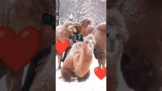 shortvideo subscribe shorts short live music urdu love comingsoon wildbull animals [upl. by Notserp636]