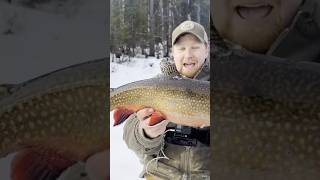 BIGGEST BROOK TROUT of his life Pure excitement icefishing brooktrout trout fishing [upl. by Adnohsak]