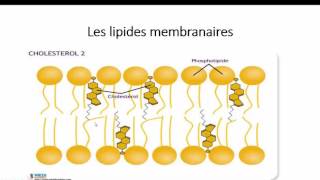 lipides membranaires [upl. by Ttirrem]