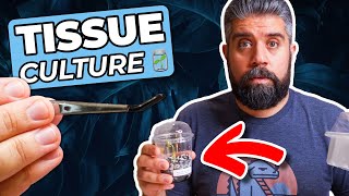 TISSUE CULTURE Basics – How to DEFLASK Your New Plants – Survival Guide [upl. by Yslek684]