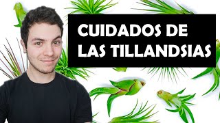 ¿Qué CUIDADOS necesitan las TILLANDSIAS [upl. by Hallvard21]