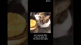 Kitty you can has cheezburger shorts meme funny [upl. by Reivax459]