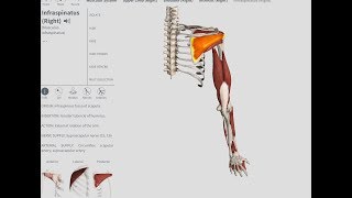 ONE OF THE MOST COMMONLY TORN ROTATOR CUFF MUSCLES The Infraspinatus  OBTS [upl. by Ennire]