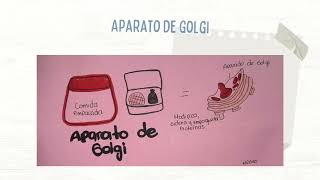 Video explicativo de los órganelos de la célula  Nathalia laguado [upl. by Dranrev]