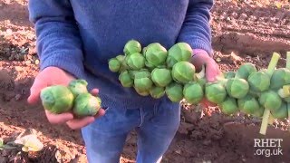 Brussels Sprout Harvesting [upl. by Arytas]