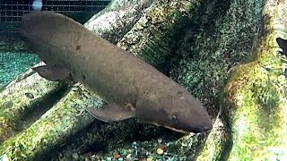 ネオケラトドゥス Queensland Lungfish Neoceratodus forsteri オーストラリアハイギョ [upl. by Yelehsa453]