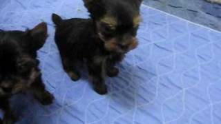 6 week old Yorkie puppies [upl. by Phillida]