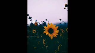 Harry Styles Sunflower Vol 6 1 Hour Loop [upl. by Dlabihcra]