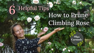 Mastering the Art of Pruning Climbing Roses See the Unexpected Result [upl. by Cuhp660]