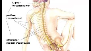 Indeling zenuwstelsel [upl. by Fuller]