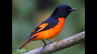 Orange Minivet birds orangeminivet birdsvideo birdshide nature 4k [upl. by Eillac]