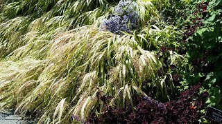 PLANTING A BORDER  HAKONE GRASS  NEW YORK BOTANICAL GARDEN [upl. by Irahc127]