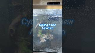 Cycling a new aquarium still needs more plants nature tropicalaquarium aquariumfish [upl. by Nalorac308]