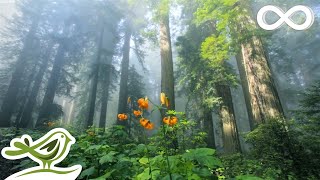 Sunny Mornings Beautiful Relaxing Music with Piano Guitar amp Bird Sounds by Peder B Helland [upl. by Irrep]