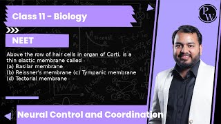 Above the row of hair cells in organ of Corti is a thin elastic membrane called  a Basilar me [upl. by Nawram]