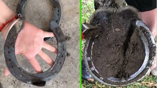 Very satysfing hoof picking  Horse Hoof Restoration  most satysfing machine hoof cleaning [upl. by Akimaj]