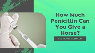 How Much Penicillin Can You Give a Horse [upl. by Harolda]