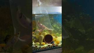 Cat fish gift mili catfish fish fishaquarium aquarium petsmoon pets petsvlog minivlog vlog [upl. by Girardi]