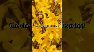 The Secret Language of Forsythia Flowers [upl. by Levin972]