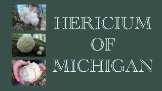 Finding Hericium In Michigan [upl. by Lennahs295]