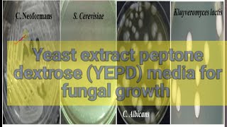 yeast extract peptone dextrose YEPD fungal media culture media lecture 27 [upl. by Oigres]