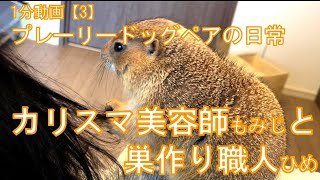 ～1分動画無音～ カリスマ美容師と巣作り職人 プレーリードッグ Good hairdresser and bad hairdresser prairie dogs 3 [upl. by Alexandre158]