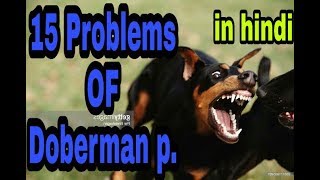 15 Problems OF Doberman pincher in hindi  problems of dogs [upl. by Bihas440]