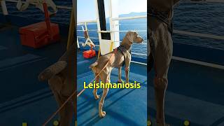 Leishmaniasis  Leishmaniosis 🦟 vanlife leishmania perros viajarconperro travel dog vandeados [upl. by Imalda]