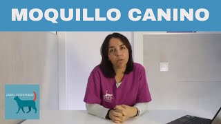 🔴Síntomas del Moquillo Nervioso en Perros ⏩Como Saber si mi Perro tiene Moquillo Nervioso ❓ [upl. by Seilenna401]