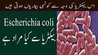 What Is Escherichia E Coli Bacteria Infection In Urdu E Coli Bacteria Kya Hota Hai [upl. by Laup]