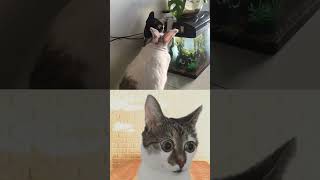 Cat  Rabbit  Cabbit 😂 shorts funny viral [upl. by Mikol]