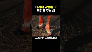 머리에 구멍을 내 먹이를 주는 새 [upl. by Ellives]