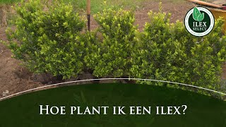 Hoe plant ik een Ilex crenata [upl. by Ytsirhc]