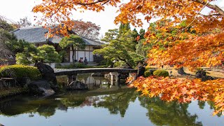 Kokoen Gardens Himeji 好古園 Beautiful Japanese Garden in Autumn Colours [upl. by Urquhart264]