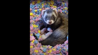 Baby Ferrets LIVE from their Nursery 🥰❤️ [upl. by Bahr]