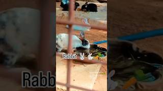 Rabbit masti arnav enjoying dubi dubi song viral trandi shorts little baby rabbit video masti [upl. by Elreath776]