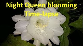 Night Queen flower Blooming – Amazing and rare time lapse video [upl. by Lemcke]