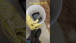 Raising calves vlog ear tagging day farming cow vlog bottlecalves [upl. by Solrac311]