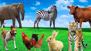 Animal Habitats  Rabbits Chickens Cows Zebras Elephants Tigers [upl. by Llerrah558]